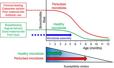 The Influence of the Microbiome on Early-Life Severe Viral Lower Respiratory Infections and Asthma—Food for Thought?